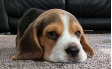 DilkesAcademy's tweet photo. Jeremy is a 13 week old beagle who will be trained as a therapy dog and used to support all of the children within @TrustCatalyst schools.  Over the rest of the year he will be spending time in school getting used to his surroundings, and all of us! https://t.co/5Tnt7PeTGk
