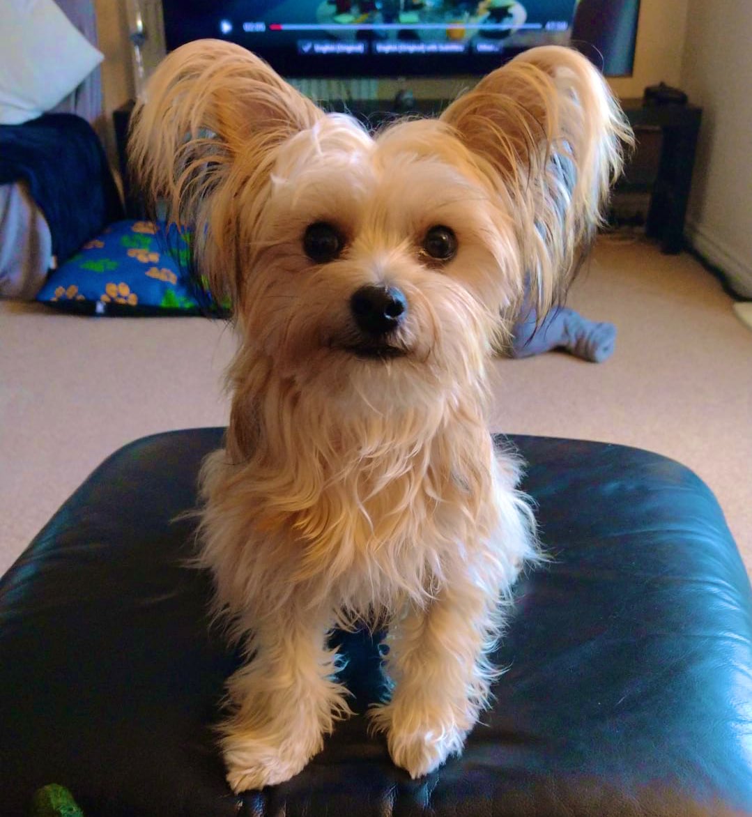 paynel2's tweet photo. @PetsatHome This is Derek ❤️ https://t.co/rFKJWBzqNo