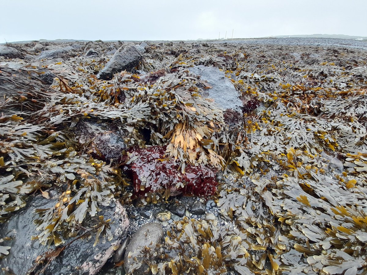 DoctorDune's tweet photo. Fantastic 2 days on Inis Mor #AranIsands #drone surveying #seaweed for @SeaShoreNUIG student Helena Tatgenhorst and @stxLiam @GeogNUIG funded by @nuigalway. Great support from @BlathnaMara. First drone fatality ever but newbie on deck! #dillisk #carragheen #fucus #irishseaweed https://t.co/GK6p0qJlsQ