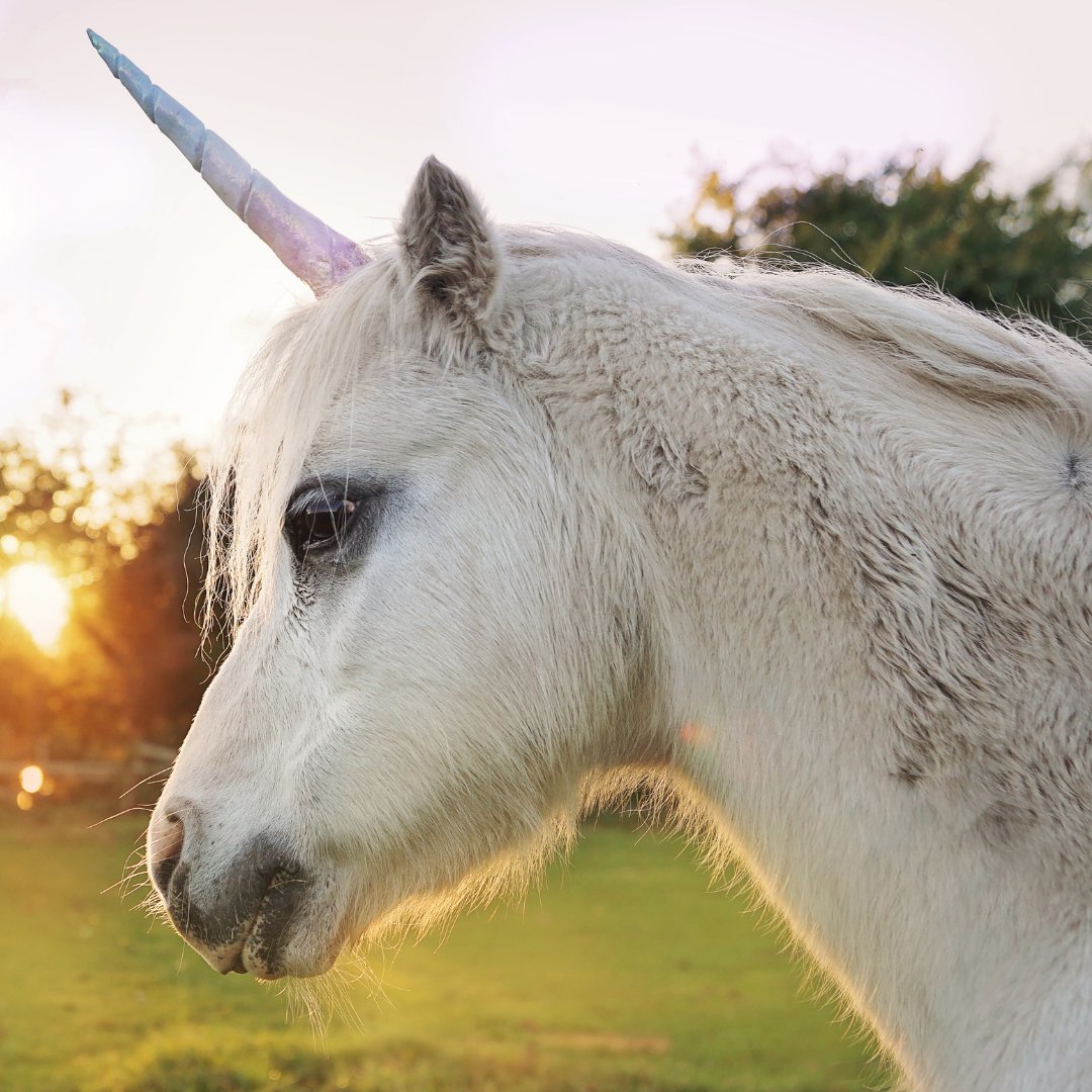 gobankffb's tweet image. Hunting unicorns is totally legal in Michigan (though it's now called "questing"), requiring a license and everything! You can apply for the license at Lake Superior State University: bddy.me/3EItPwK

#Unicorn #Quest #IsThisForReal #Michigan #LakeSuperiorStateUniversity
