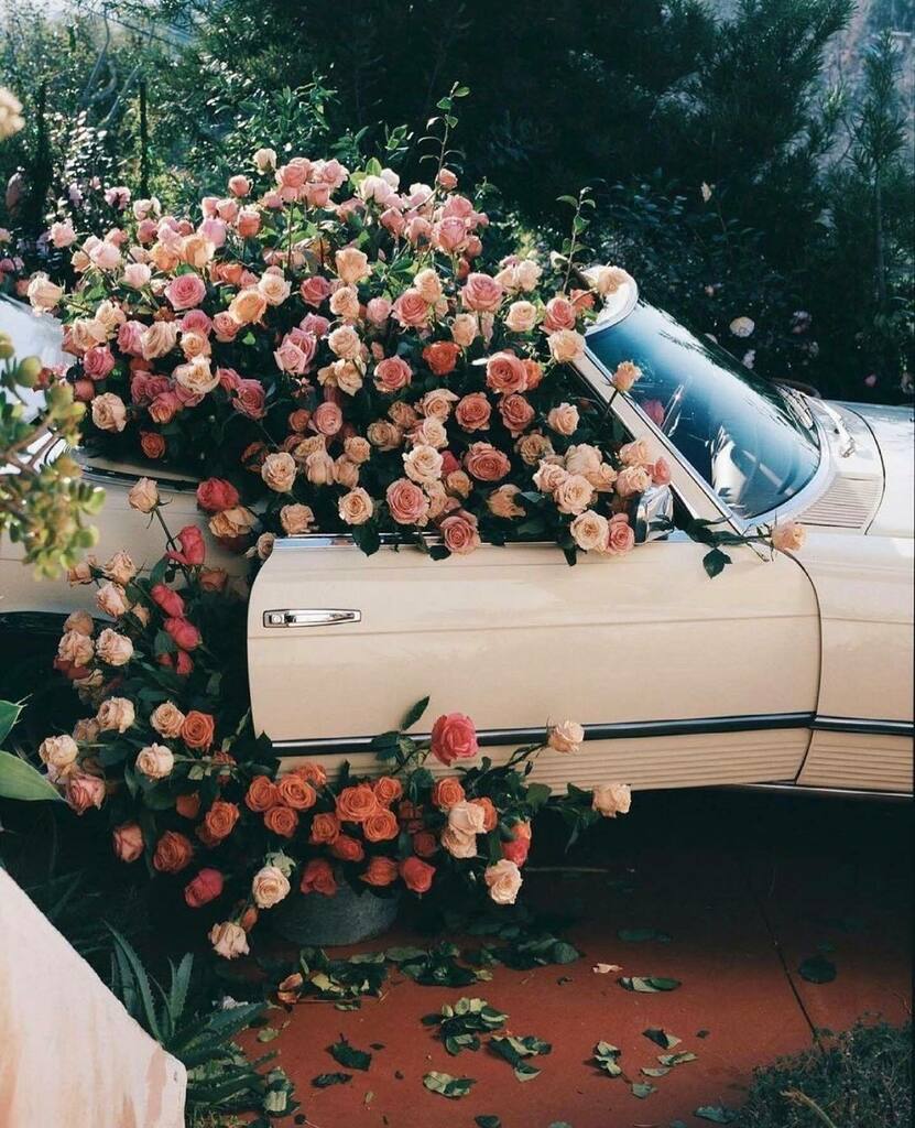 Dream car 🌹

Photograph by  <a href="/piariverola/">Pia Riverola</a>

.
.
.
.
.
.
#rosemagic #inspiredbypetals  #flowerarrangement #flowermagic #flowerlover #flowerlove #floriography #flowergarden #flowerdesign #flowermedicine #herbnerd #plantmagic #autumn #inspiration #purepoetry #inspiredbynature #na…
