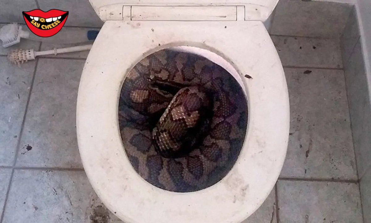 SaycheeseDGTL's tweet photo. Man’s penis rots after being bitten by snake while sitting on toilet in South Africa. He had to wait 3 hours before he was flown by helicopter to the nearest trauma center some 220 miles away. https://t.co/yDUk9J9ZNk
