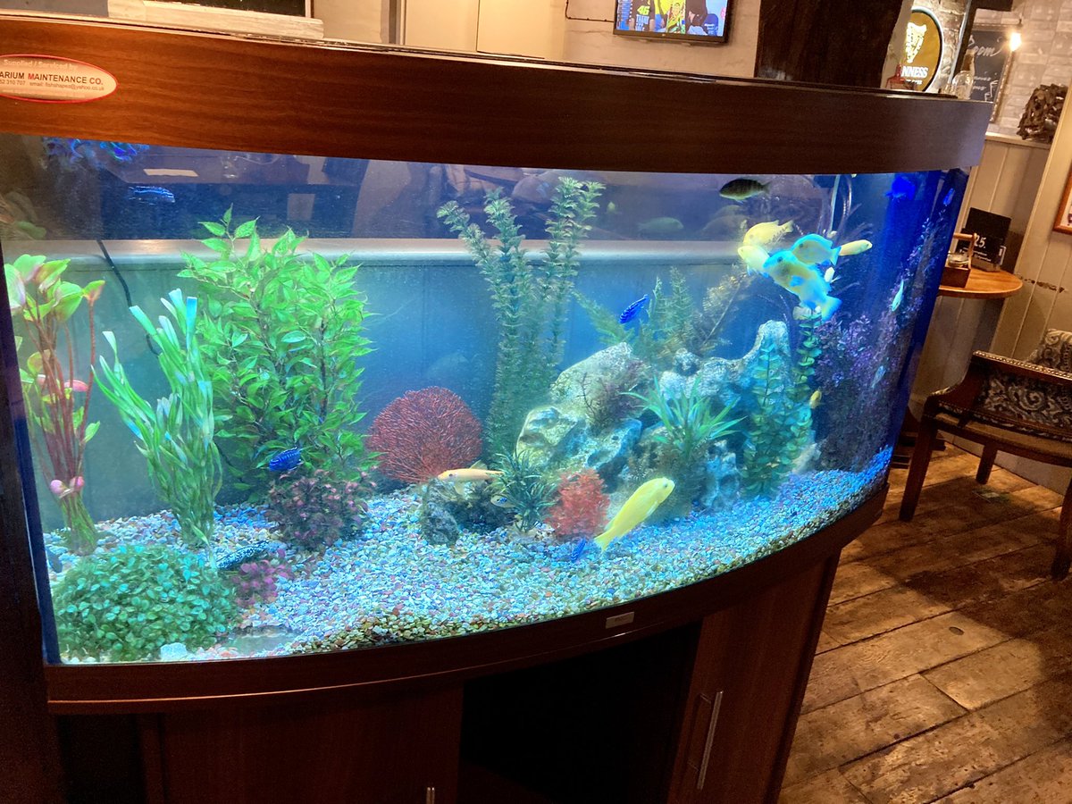 StymieSi's tweet photo. Wyvern, Church Crookham. Gadzooks! My theory that pubs with tropical fish are classics has been blown out of the water in this least pubby pub of last billion years . Decent pint n staff, dreadful in every other way #Snuggery 🤮 https://t.co/syMsMwUlTQ