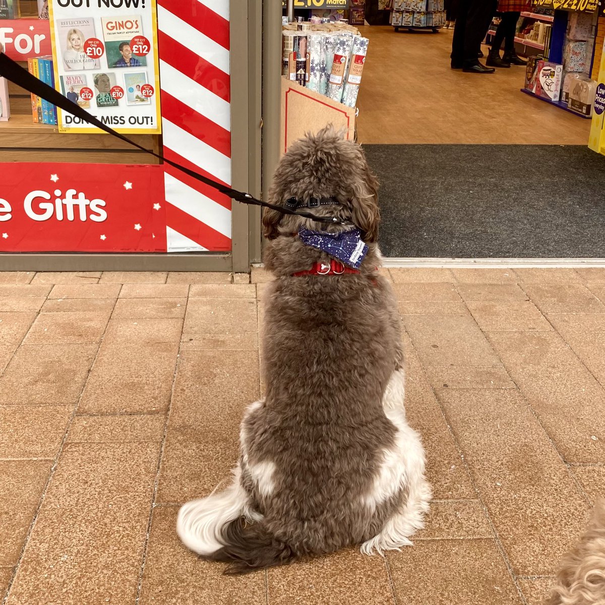 Georgie absolutely loves <a href="/TheWorksStores/">The Works</a> at <a href="/RushdenLakesSC/">Rushden Lakes 🌊</a> - the staff give him and his brother lots of cuddles and treats!