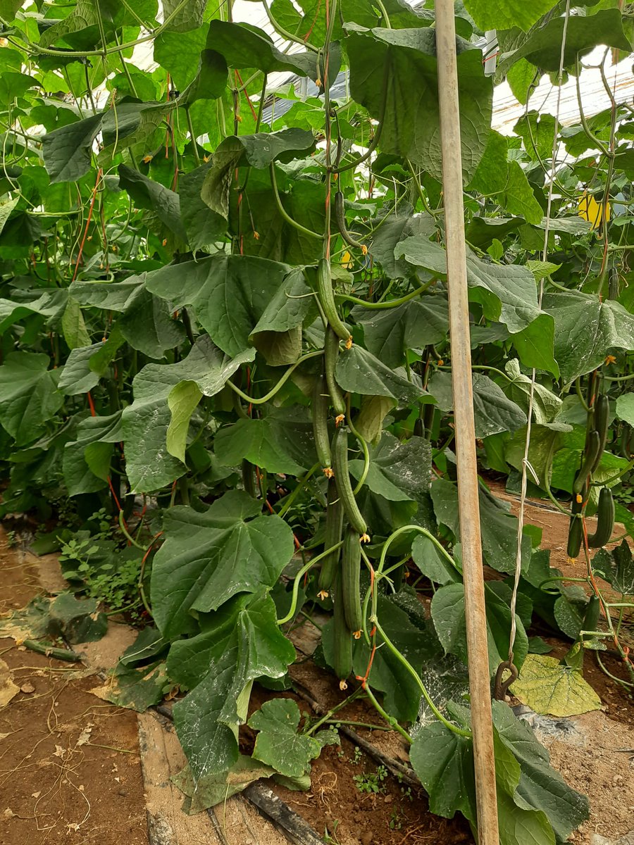 Edalife_'s tweet photo. ¡ 8 pepinos en menos de 1 metro! 🥒🥒🥒🥒🥒🥒🥒🥒
¿Qué cómo hemos conseguido este rendimiento en el pepino holandés? Ahí va:
#PREHUMIN🍂➕#DIVERSITY,🦠🦠➕#HUMIKPRO🌱➕#BIGGERPRO🍓🍒🍑
#medioambiente #sostenibilidadambiental #suelosagricolas #agriculturasostenible #agricultura https://t.co/uQ3BRRVnRg