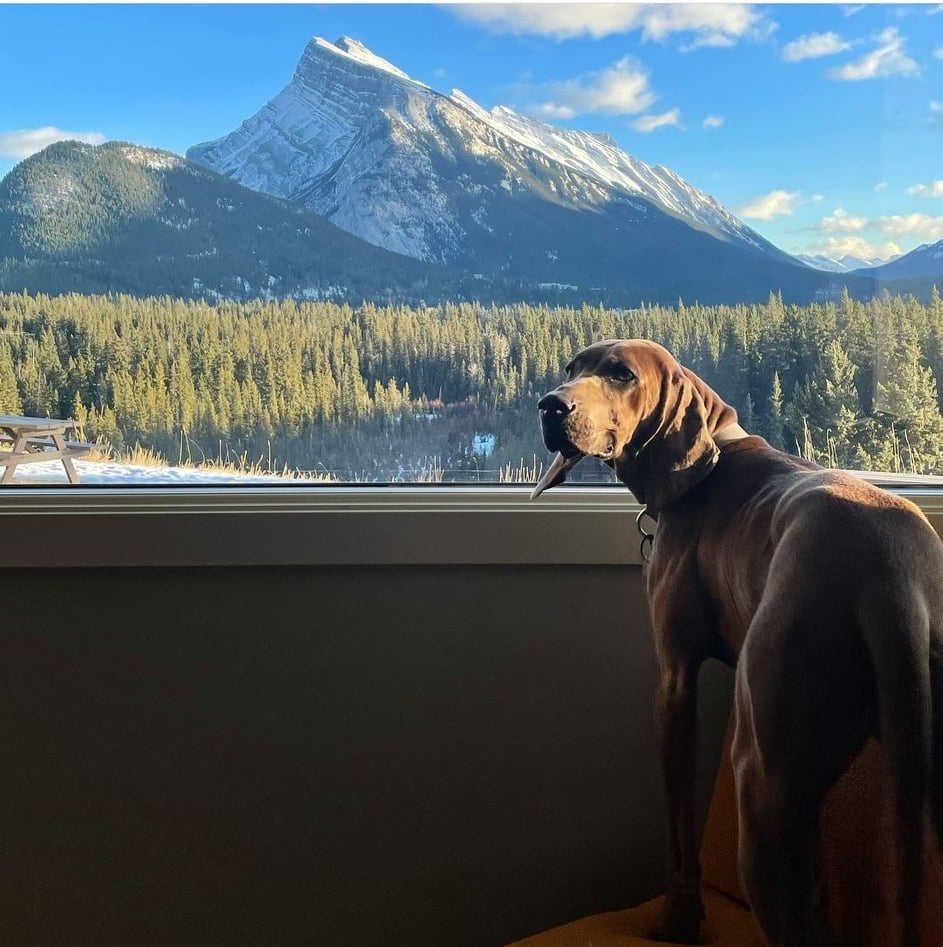 JuniperHotel's tweet photo. Enjoying a dog's eye view of Mt. Rundle❤️
The Juniper is pleased to offer pet-friendly rooms in our Standard & Deluxe Categories; bring your pet with you for your Banff adventures ~
Pic via IG @srhphl
#juniperbanff #petfriendlybanff https://t.co/8kn0dpYXET