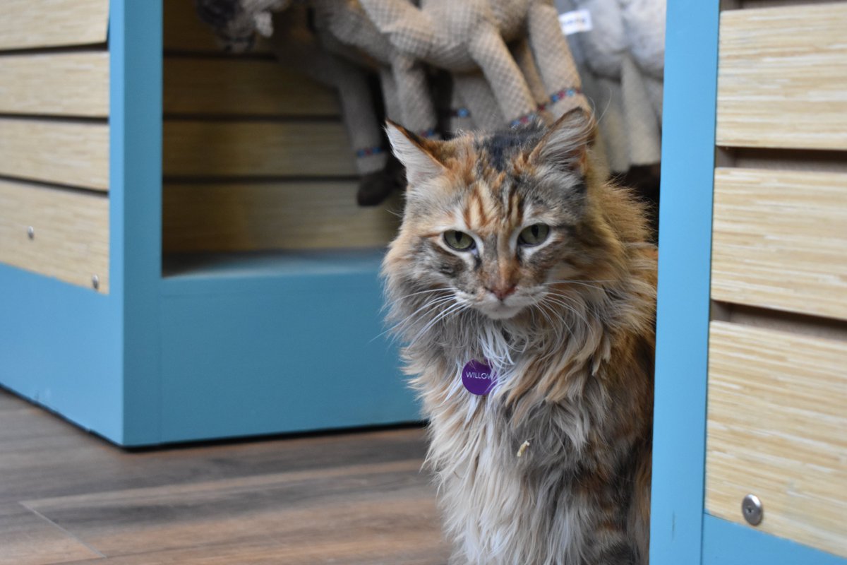 KC's Snarkiest Cat (@SnarkyStoreCat) / Posts / X