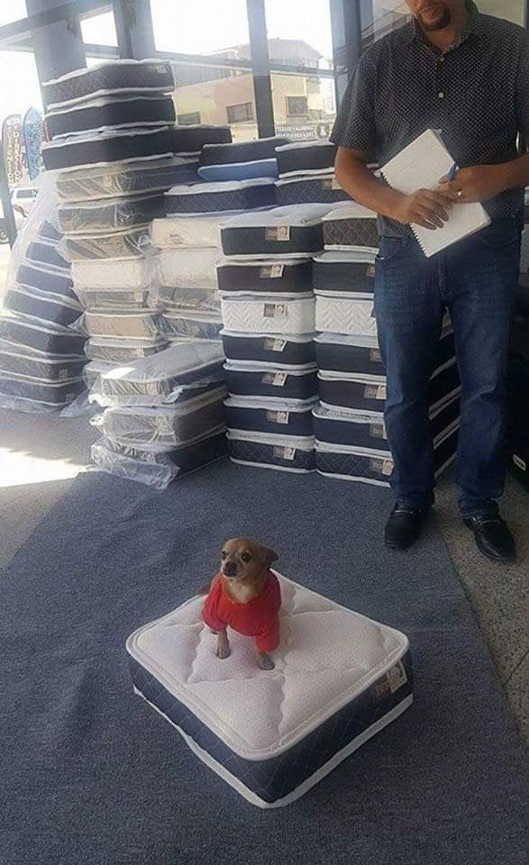 "Una fábrica de colchones en EE.UU te regala una colchón en miniatura para mascotas por la compra de un colchón normal"