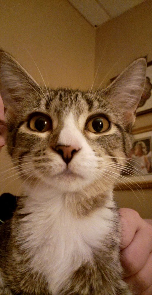 IvePetThatCat1's tweet photo. Meet Laverne! She is a 7 month old kitten. She makes anything into a toy, then chases it. She runs very fast. She only seems to stop moving if she’s asleep. She likes lying on a blanket by the radiator. When she’s feeling cuddly, she looks for a warm lap. https://t.co/NwjuyjSMmr