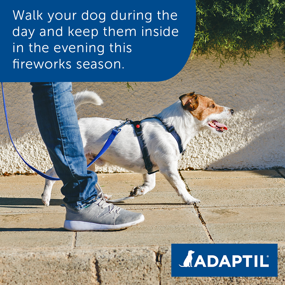 Adaptil's tweet photo. Fireworks Weekend!
Do not walk your dog when it gets dark, especially this weekend...you are much more likely to come across a display.

#Fireworks21 #BonfireNight #Fireworks #GuyFawkesNight #GuyFawkes #5thNovember #FireworksNight #ADAPTIL #KeepDogsCalm https://t.co/X5F4kfoO58