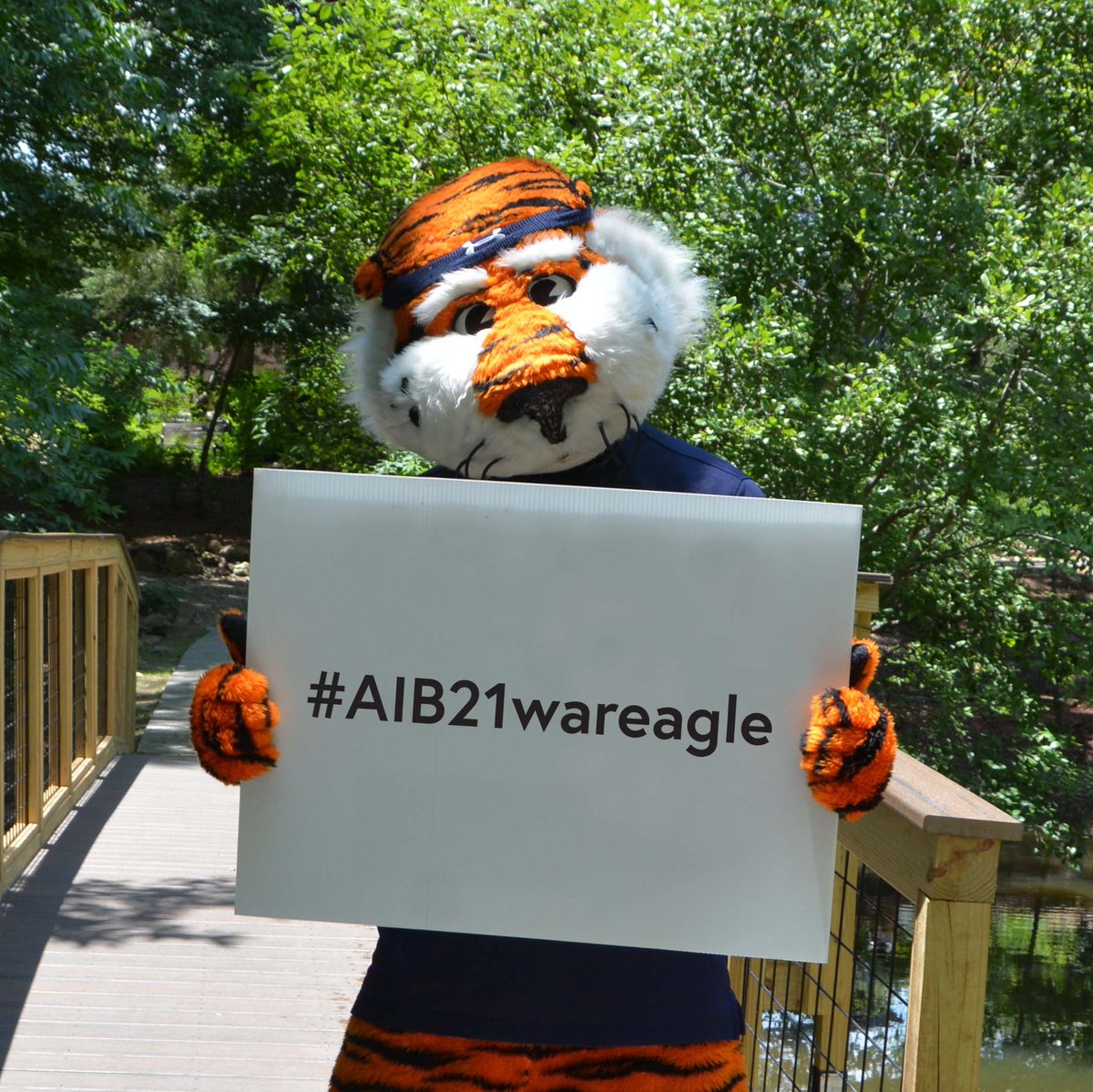 Aubie is looking for students to share their AMSTI Iron Bowl STEM Challenges for Auburn. Just share your STEM challenge and use the hashtag #AIB21wareagle so it will count for Auburn University.