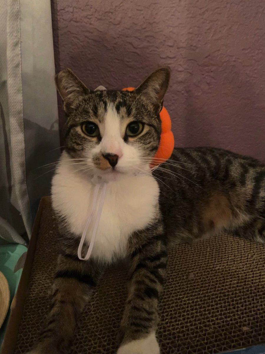 PerfectlyYvette's tweet photo. Baby man ran off on me 🥺 https://t.co/ake4Kf2yFq