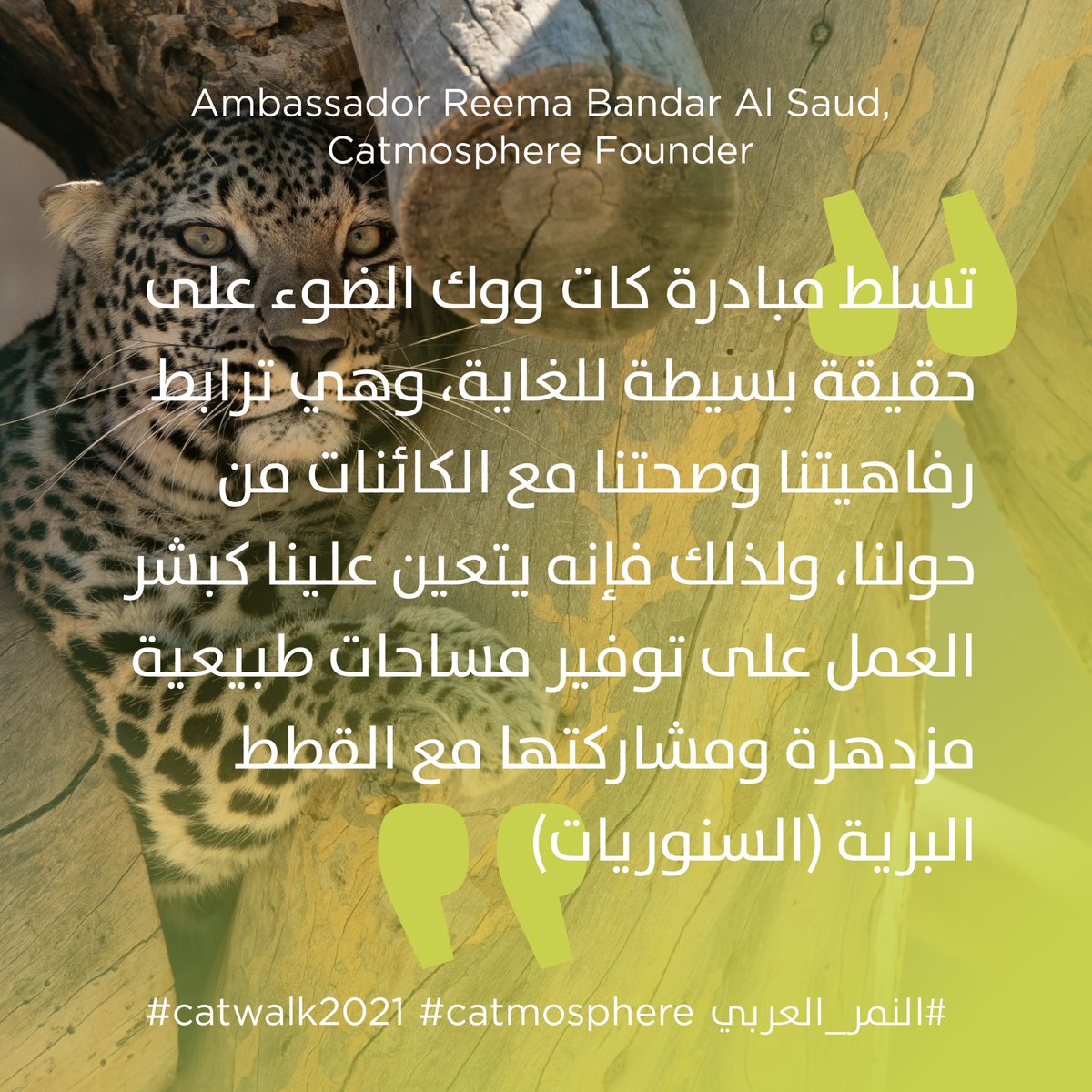 catmospherenow's tweet photo. 🐅🐆 ساعات قليلة على انطلاق Catwalk !!🔝

يستعد الآلاف من أصدقائنا حول العالم للمشاركة معنا يوم 6 نوفمبر 🗓

آخر فرصة للتسجيل عبر الرابط 👇
https://t.co/G1tiMsVAhx https://t.co/Mf4uTKb6Ct