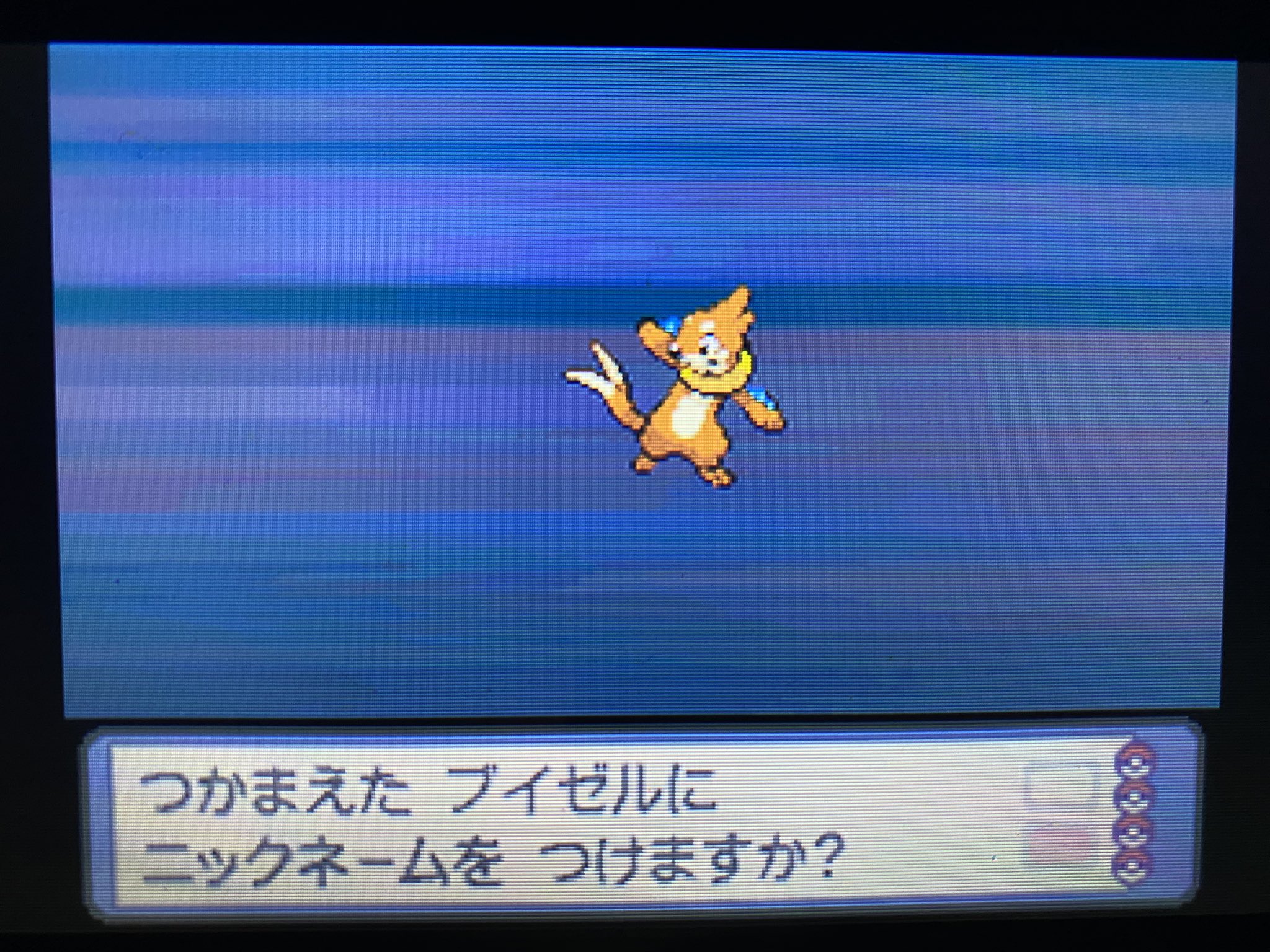 Zk 記録5 たにまのはつでんしょ ブイゼル加入 プラチナのブイゼルのグラ可愛すぎる マーズのブニャットはやっぱり強かった T Co erdqoea6 Twitter
