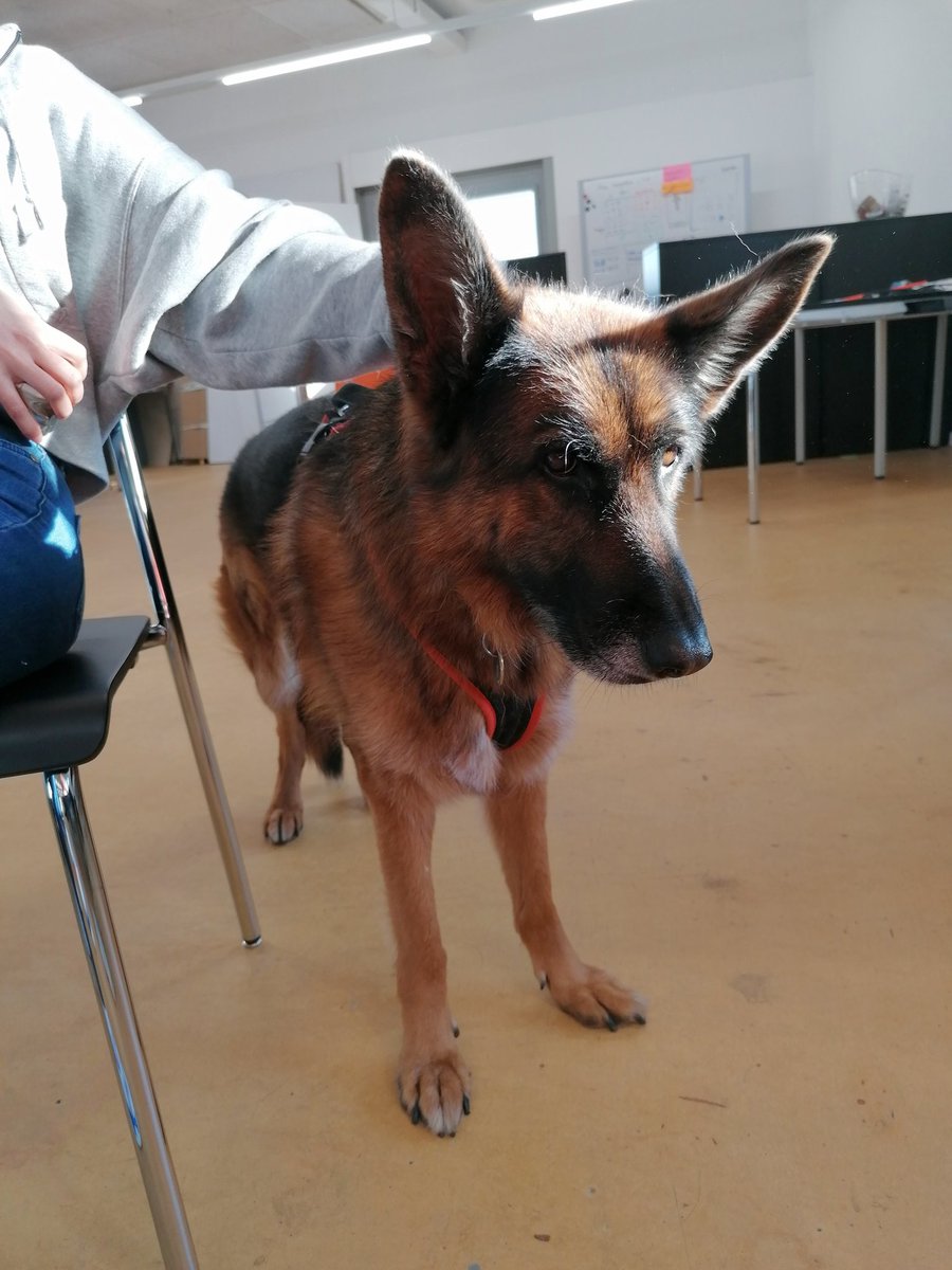 someMetalGrill's tweet photo. i got blessed with a good doggo in ux class today https://t.co/s0XK6ucIVG
