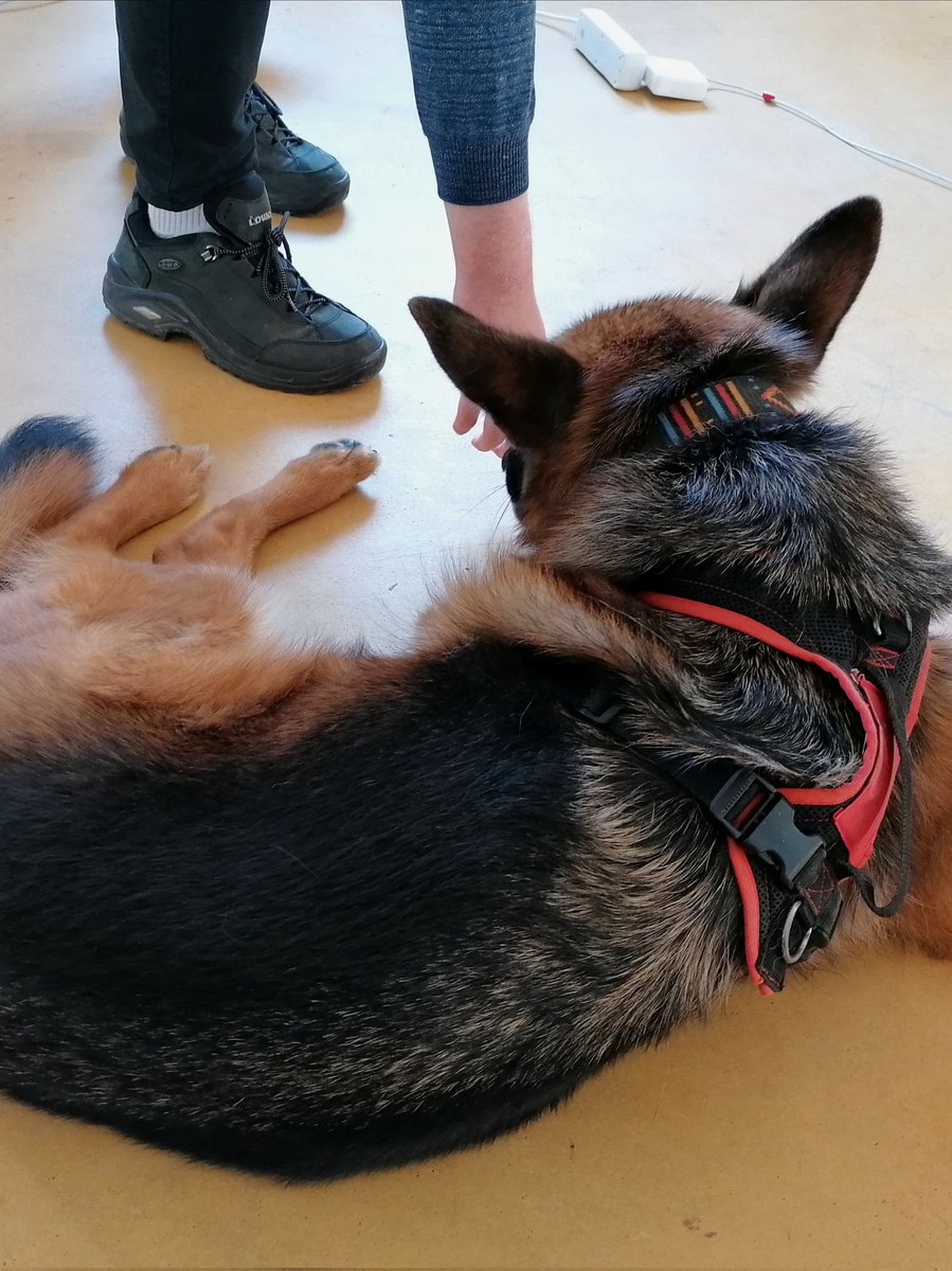 someMetalGrill's tweet photo. i got blessed with a good doggo in ux class today https://t.co/s0XK6ucIVG