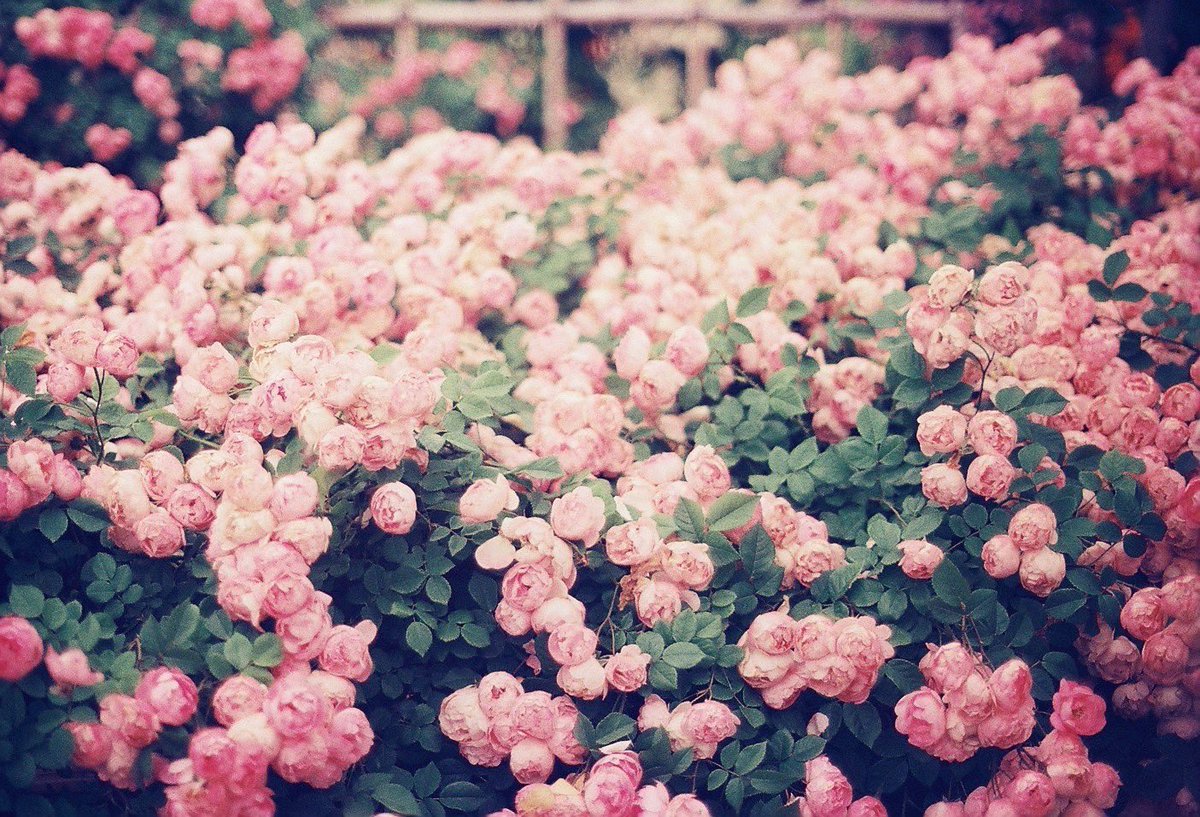 bellmignon_'s tweet photo. フォトグラファー　山本春花さんの乙女グラフィー　#91 にてスタイリング・衣装制作させていただきました。

春花さんのお写真を生地にプリントして
ブラウスを作りました。  

m  @arimuraairi 
p @_yamamotoharuka_ 
hairmake kanako
accessory  @soramamade https://t.co/od5RHoB9lu