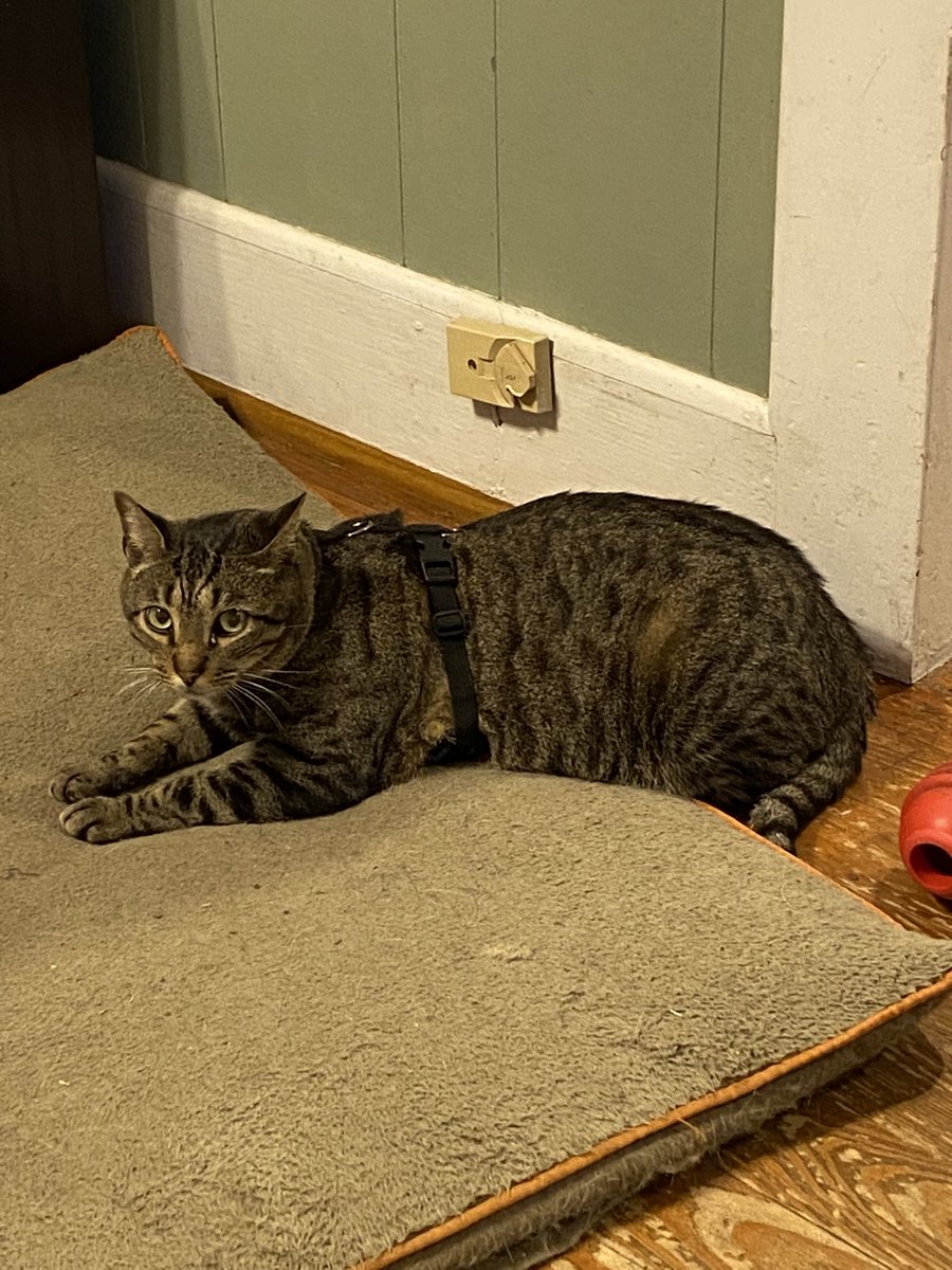 stephanies_531's tweet photo. What the hell is this mom ? #CatsOfTwitter #CatsOnTwitter #harnesstraining https://t.co/VcdIHo9alL
