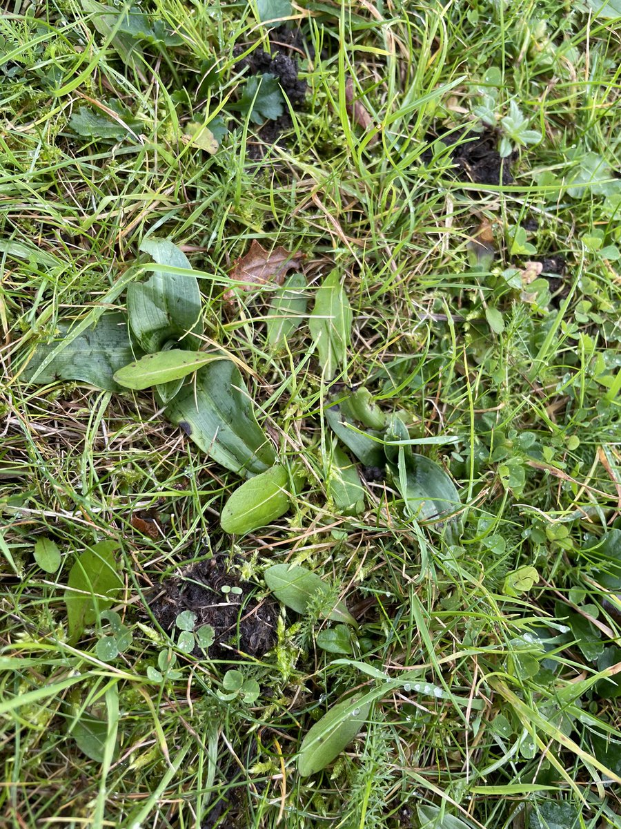 Joshua Styles tweet media