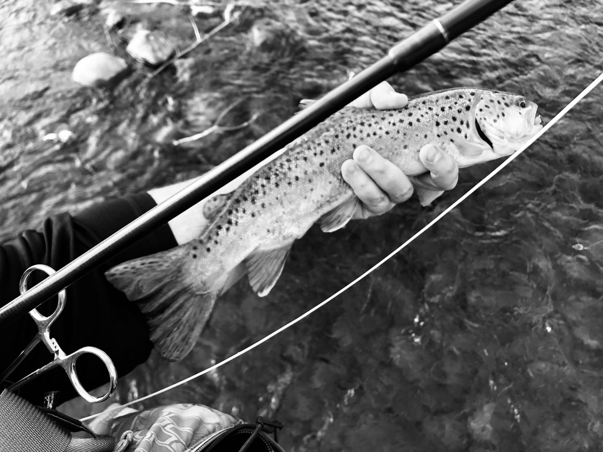 BenelliBoy1's tweet photo. Gotta love fall fishing in #Utah. Thanks to the @UtahDWR.  What a way to relax! https://t.co/a7ti4fXQK6