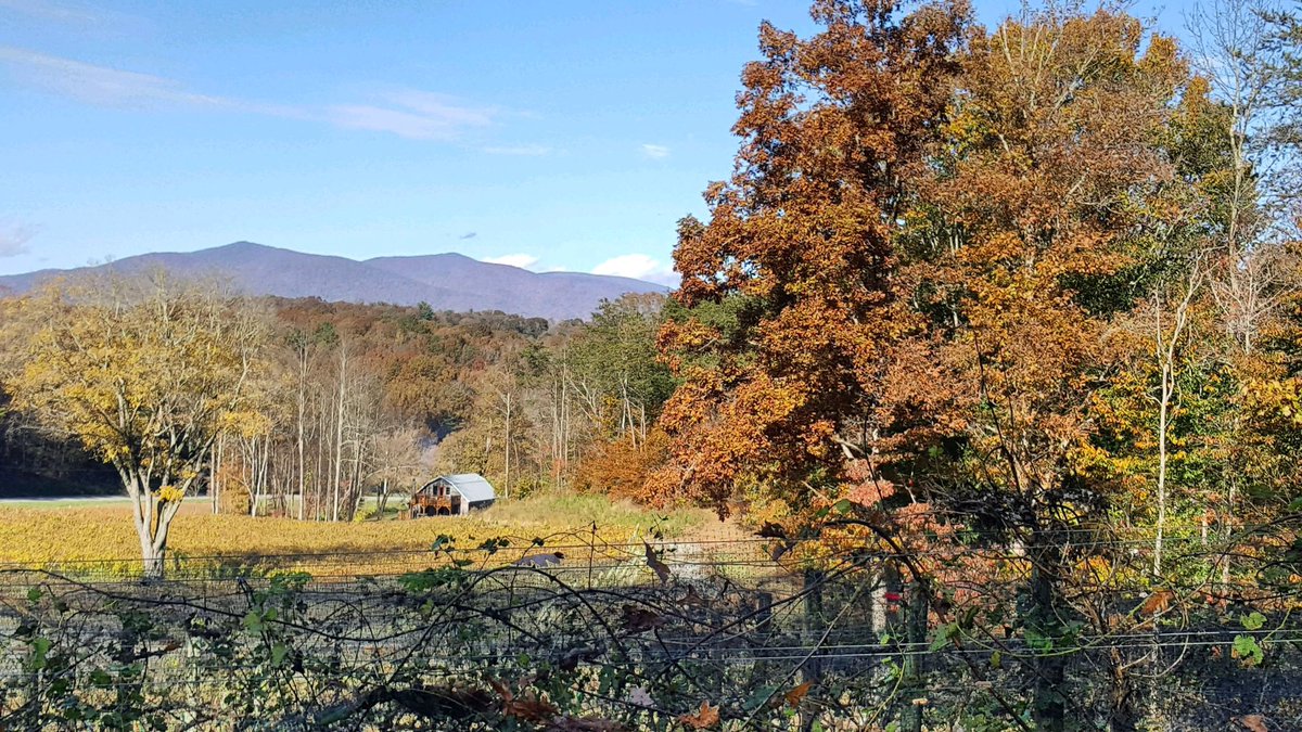 🍂Leaves are falling and the wine is calling! #cartecayvineyards #ellijayga #winery #georgiagrown #opengeorgiawine #ellijaywinecountry #winetasting #northgamountains #northgawine #cartecaywine