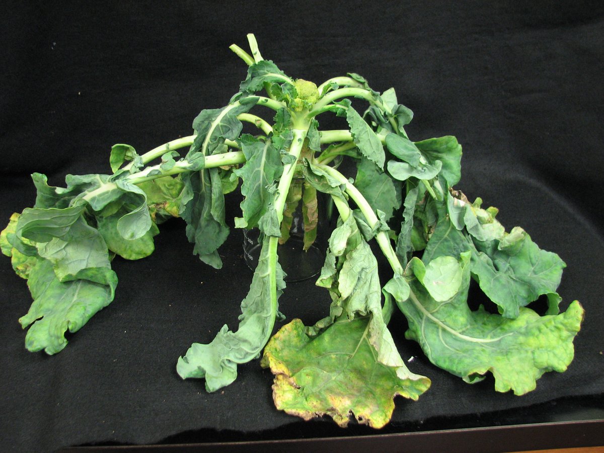 Everybody's got a hungry💚especially Boron deficient cole crops, like this broccoli. Cauliflower, cabbage and broccoli have a high born requirement. Corky stem lesions, internal stem browning or hollowing and discolored curds can render a crop unmarketable. #SoilTest #MSUext