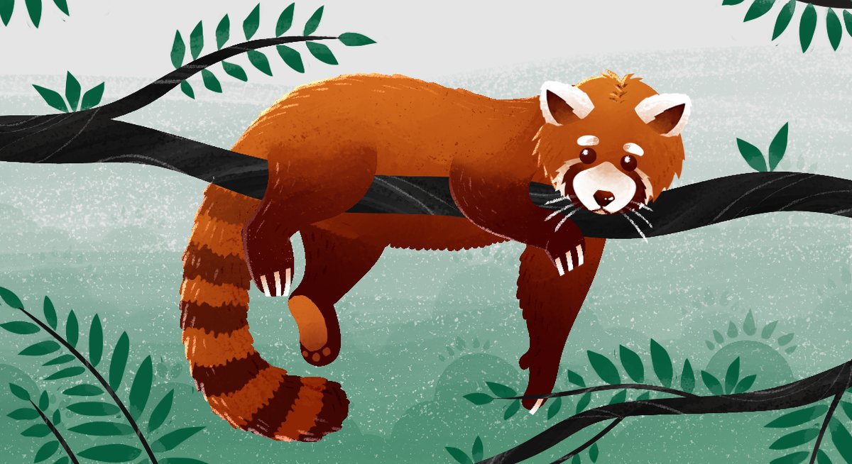 Moony Pic Red Panda They Look Like A Plush Toy Don T They Art Artist Illustration Illustrator Animals Redpanda Panda Endangeredanimals Artistontwitter Digitalartist Artwork Digitalart T Co Gt8cixgww5 Twitter