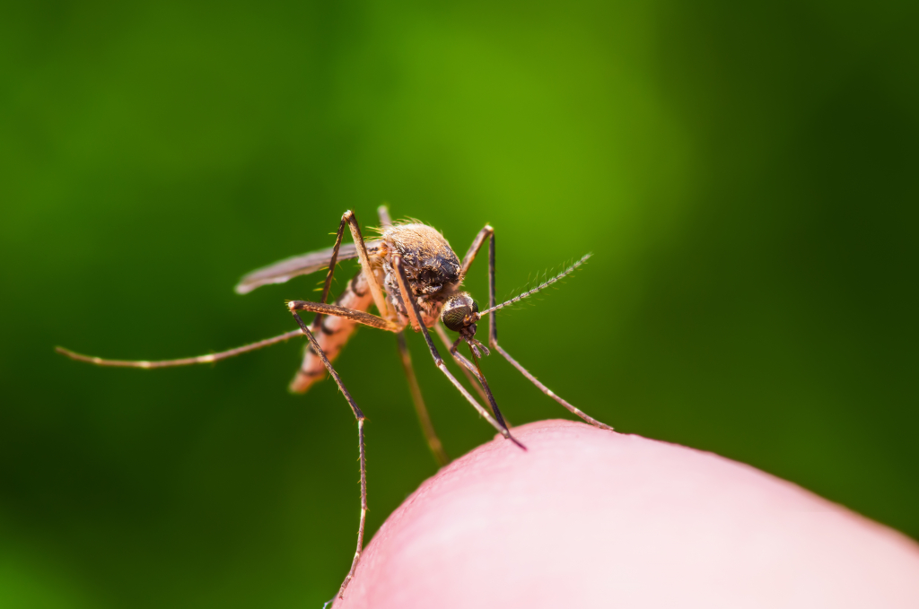 BurnsPest's tweet photo. Getting bit by a mosquito is never fun, but did you know that it can also be dangerous? These insects can transmit West Nile when they latch onto people. Find out more about this pest from Burns, and request a mosquito control quote online today.

https://t.co/kpyTUmWZja https://t.co/rep8yGERsX