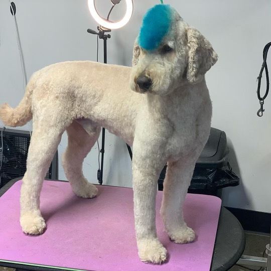 Did you know #FurrPetSpa does more than just standard grooming? Just ask Duke the #doodle with his blue mohawk! Our creative #doggroomers stay up-to-date with the latest trends that are sure to make your canine stand out. Give us a call today! 317-737-2502 // Groomer: Cody