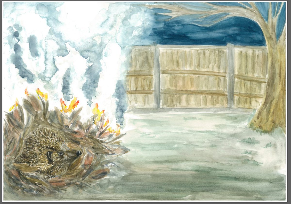 Most importantly today, if you're having a bonfire PLEASE remember to check before you light. Hedgehogs are commonly found hibernating in bonfire piles and no one wants the situation that leads to... so before you light, check.