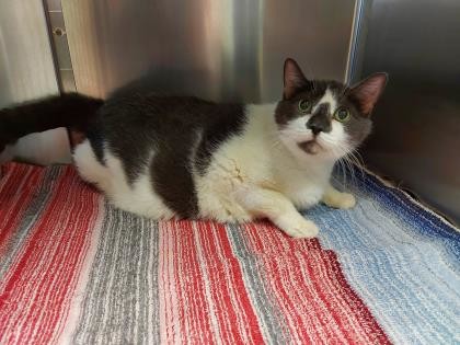 When "Pewter" was born, the movie "Avatar" was in theatres! This 12 year old friendly boy is looking for a forever home. We've waived his adoption fee in search of the right new family for him. Email us at shelterwel@niagaraspca.com if interested! 😁😺