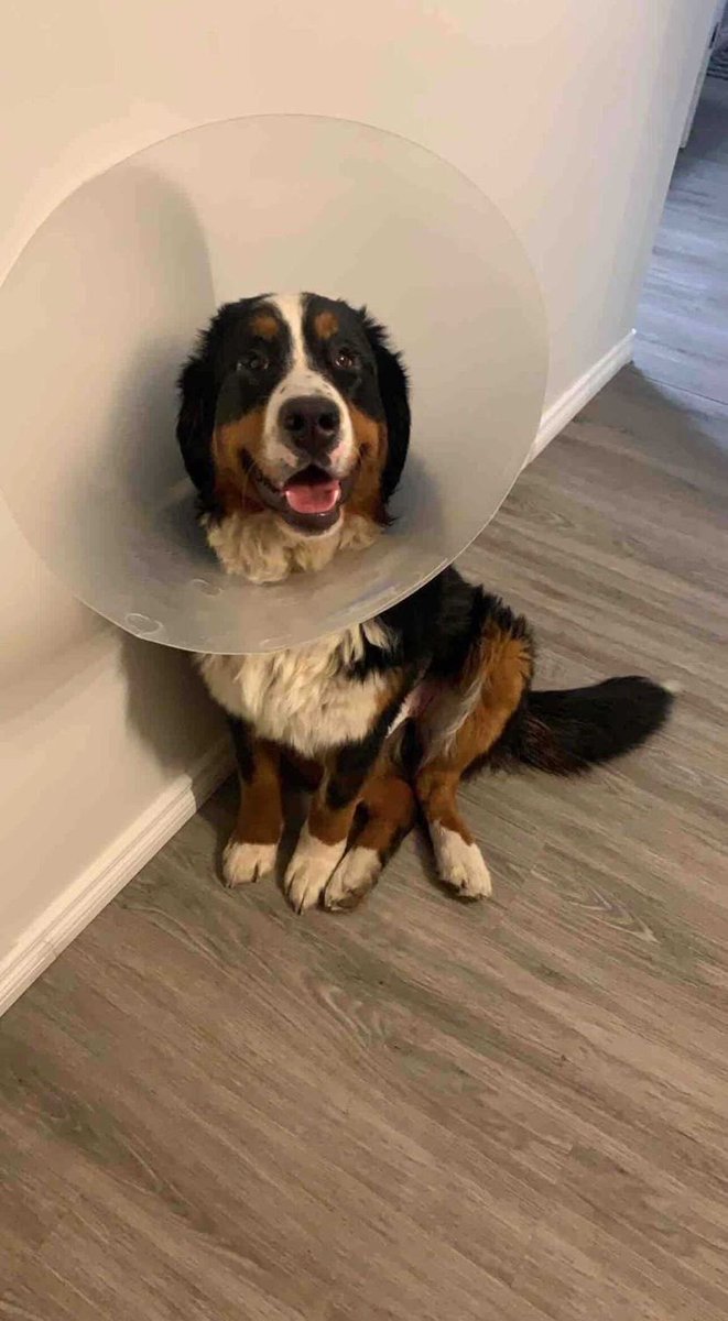 the berner is now home with a big smile on her face, despite still wearing the cone