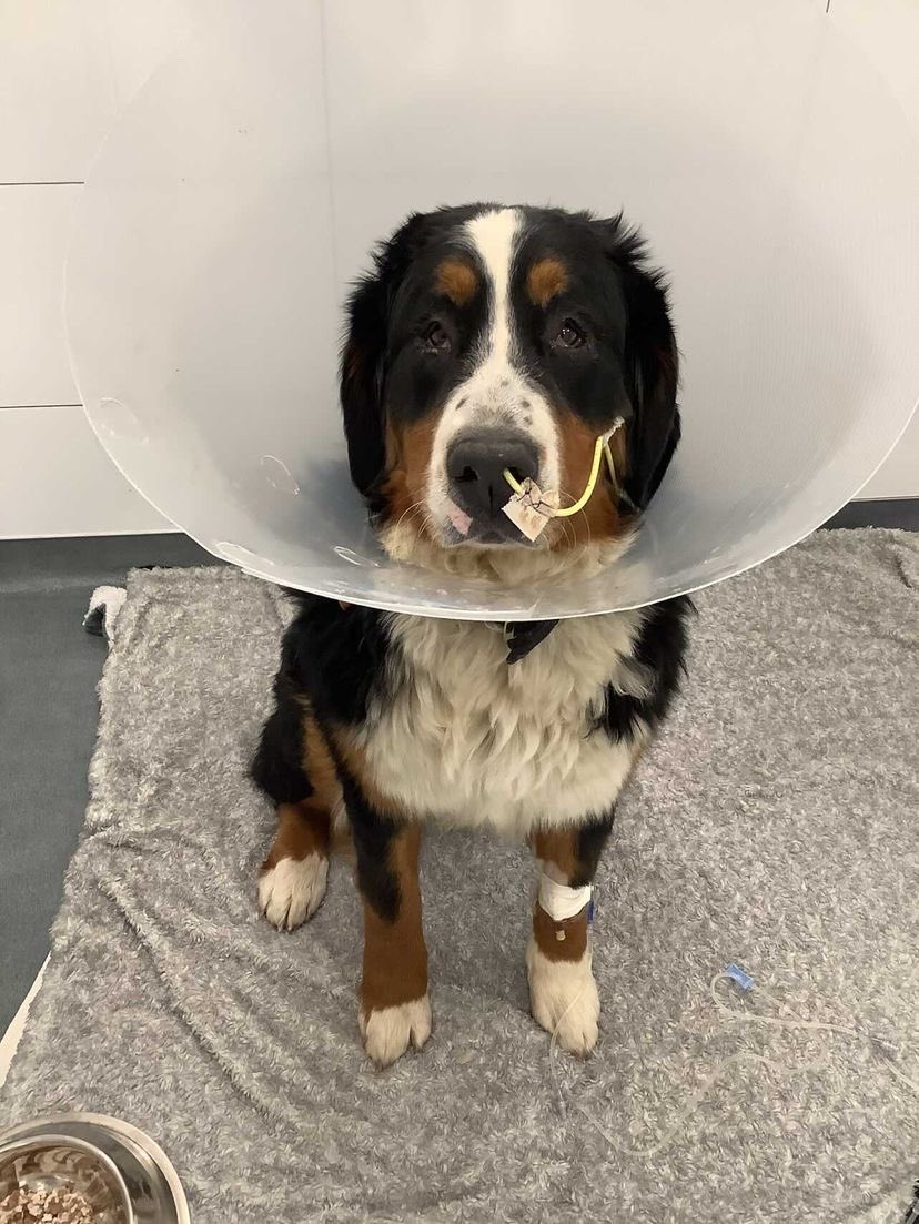 Berner with a cone around her neck, a tube in her nose, and an IV in her front leg sits and stares at the camera with a sad look