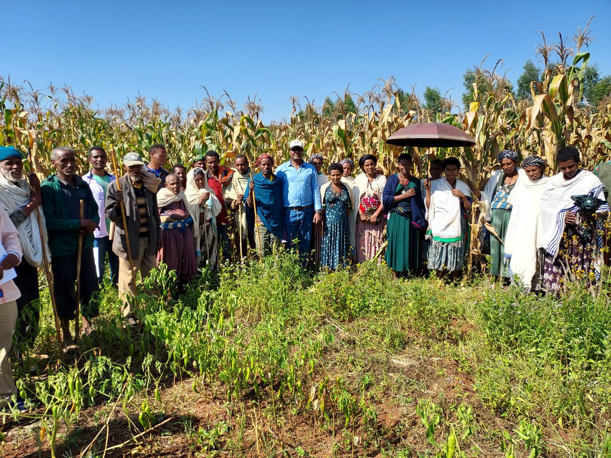 <a href="/innofoodafrica/">InnoFoodAfrica</a>, @fred_stoddard, <a href="/helsinkiuni/">University of Helsinki</a>, <a href="/Tilayetd/">Tilaye Teklewold</a>, <a href="/eiarofficial/">EIAR</a> My field visits &amp; farmers' field day in InnoFoodAfrica ARARI, #Ethiopia on #fababean, #teff, #maize, #OFSP come up with outstanding cvs in Phase I FPR in Banja &amp; Jabitenan districts.