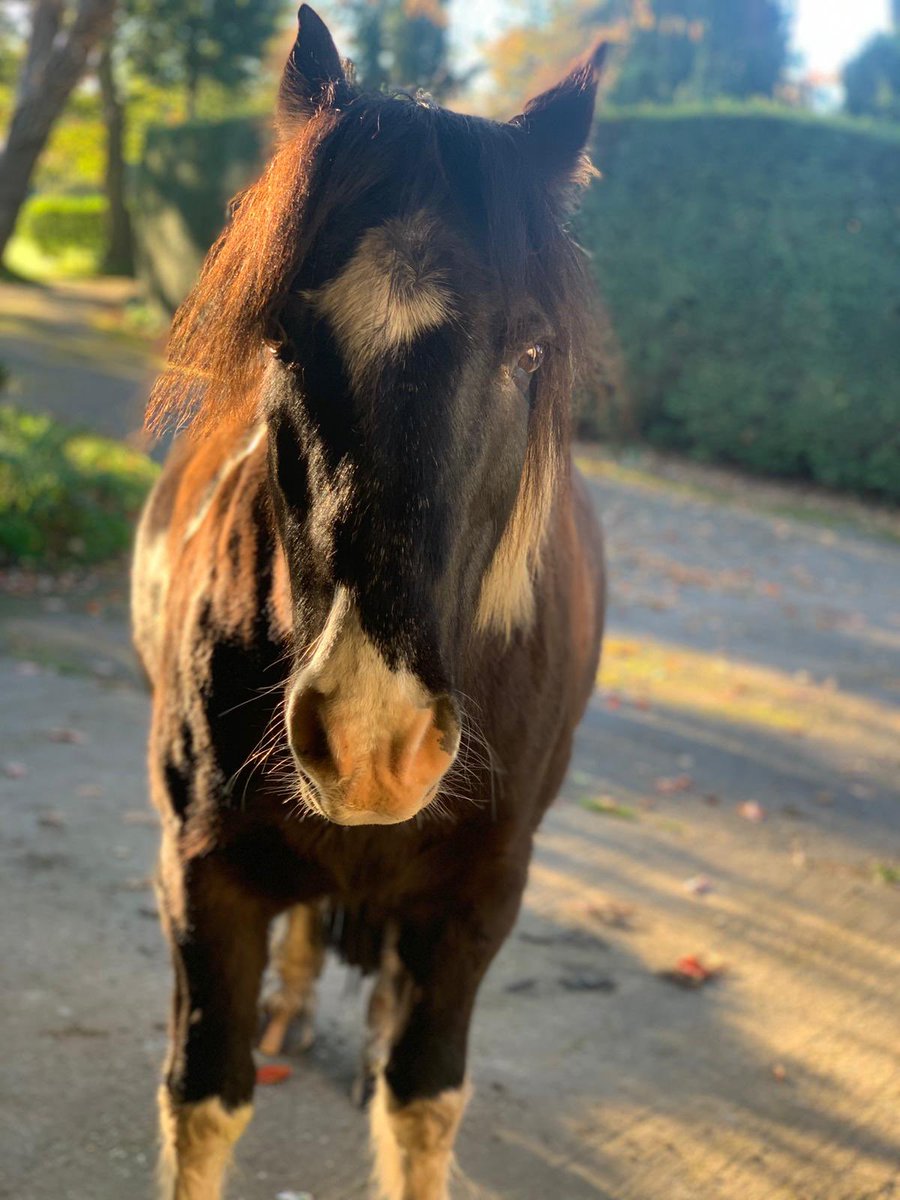 KerrieGibbons's tweet photo. Nothing better than a bombproof pony to boost our Dottie’s confidence. This little pony actually melts my heart! We ❤️ you DelBoy! #firstpony #ponylove #DotandDel #castlelife #blesshim #gorgeousboy #bombproofpony https://t.co/VR65yXeD3S