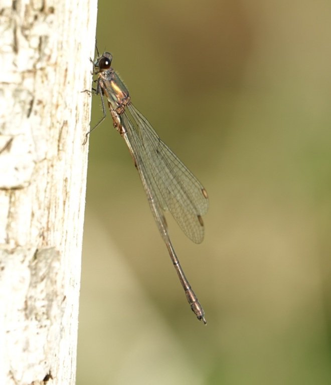 Hans van Gasteren tweet media