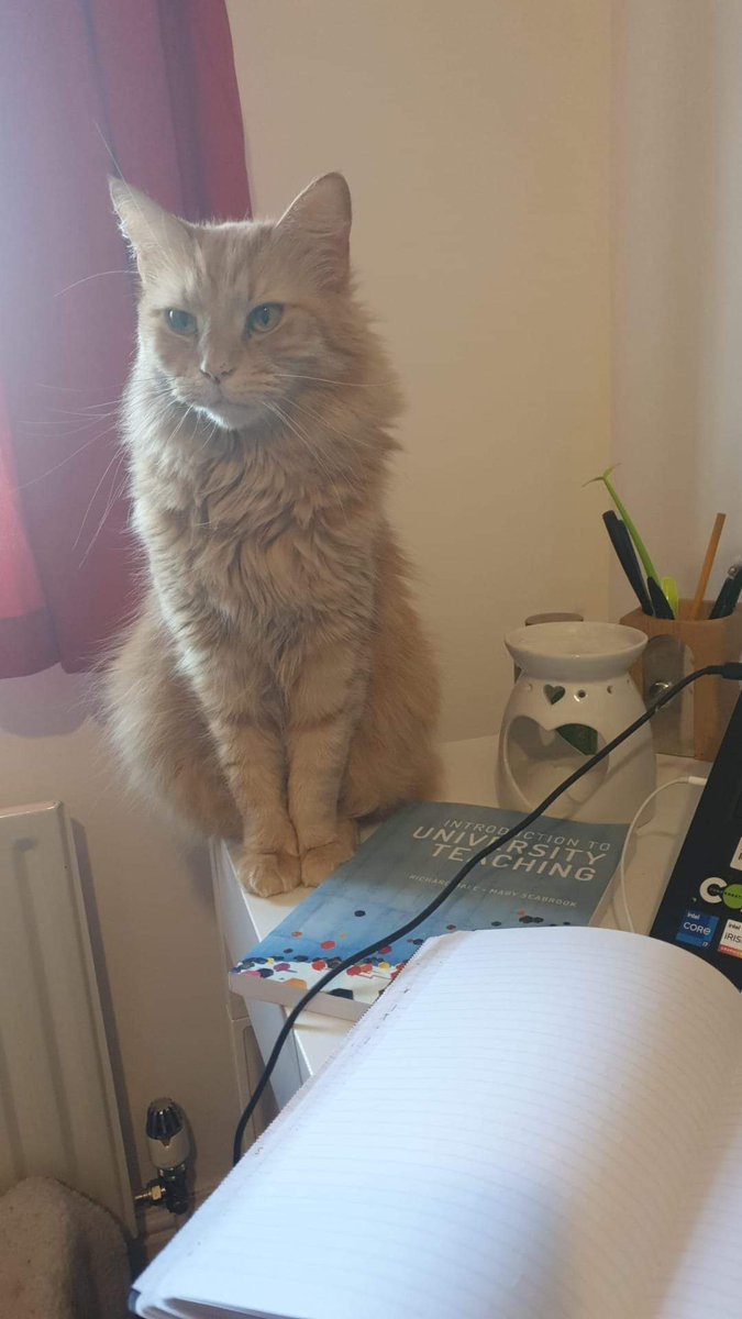 liz_isabella's tweet photo. @ZJAyres I'm Liz, Head of School of Digital Education at Arden University. I spam pictures of my cats to social media and call it developing digital literacy and capabilities.
Photo of fluffy ginger cat on desk next to a book on teaching at universities. #catademic https://t.co/PHGWxmi2PA