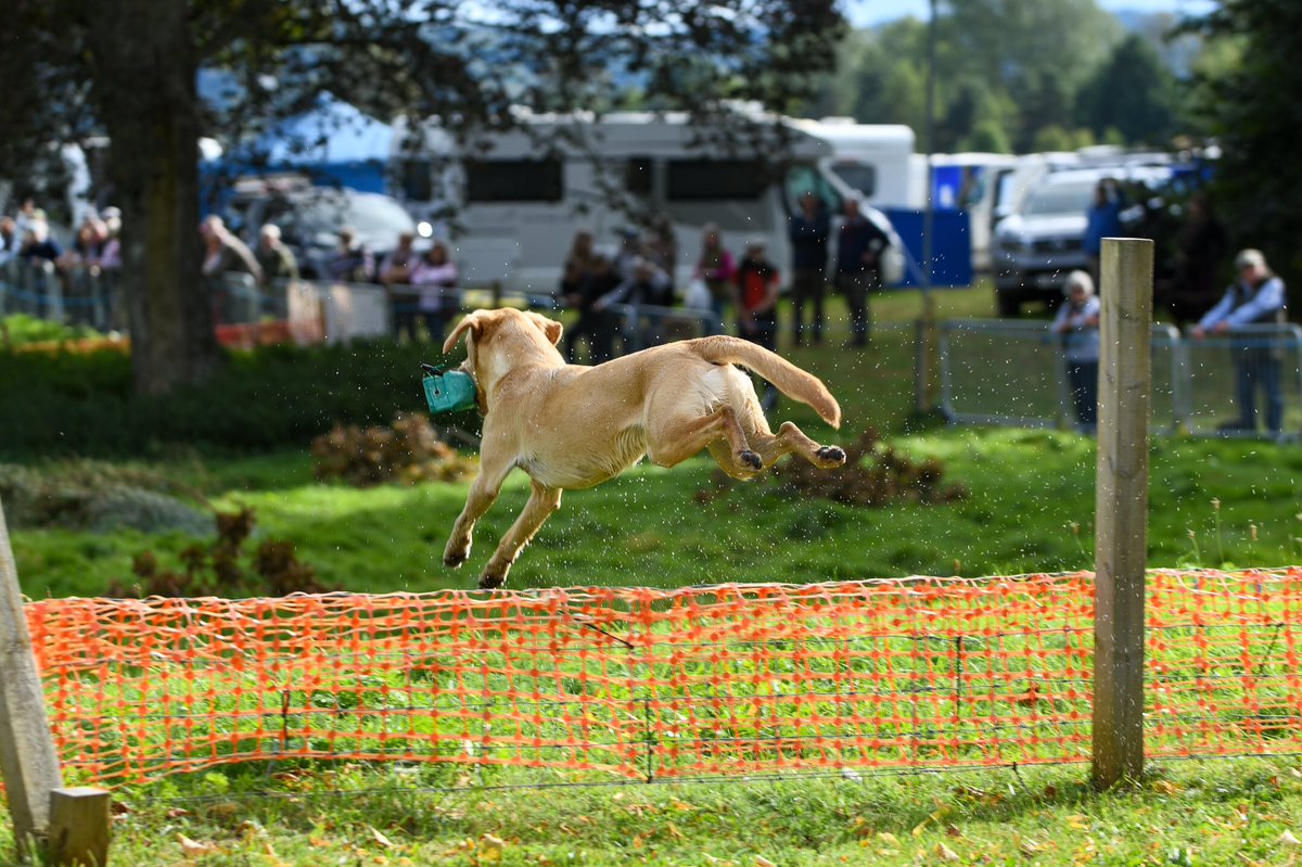 lurcherwork's tweet photo. #gundogscurry #workingdog #gundog #birddog #workinglabrador https://t.co/iSETE4ZQqQ
