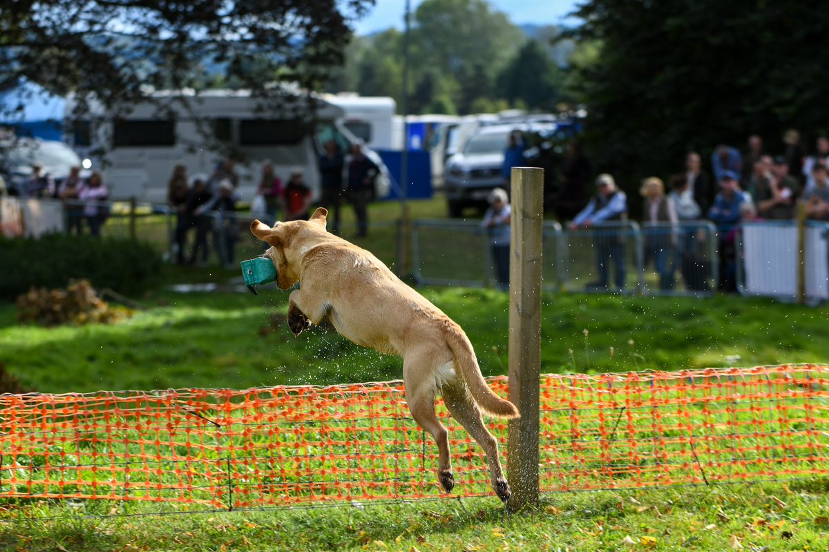 lurcherwork's tweet photo. #gundogscurry #workingdog #gundog #birddog #workinglabrador https://t.co/iSETE4ZQqQ