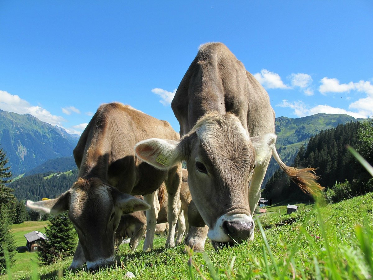 DecodAgri's tweet photo. Les #animaux d'élevage🐮🐷sont-ils pleins d'#antibiotiques❓ 
Comment les #éleveurs👨‍🌾👩‍🌾limitent-ils leur utilisation❓En retrouve-t-on dans nos assiettes❓
✔️Décryptage par #DecodAgri
#AntibioRésistance #antibiotique #médicament
➡️https://t.co/B1ZunyKlw2 ⬅️ https://t.co/DJfnmW37WW