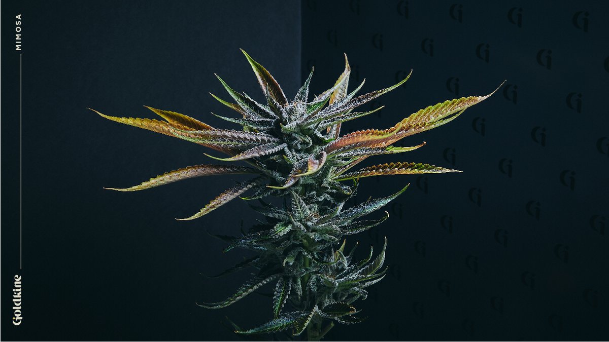 It’s flower power Friday. At Goldkine we believe having a higher standard of indoor cultivation and a proprietary harvesting and drying process balances the art and science of growing, providing the absolute best flower.
#goldkine #begolden #oneofakine #mmmp #cannabis