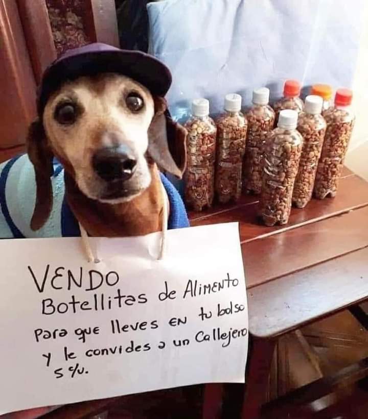 perros_shidoris's tweet photo. Consume local, ayuda un lomito ♥️🐶. https://t.co/A17SX3nHOm