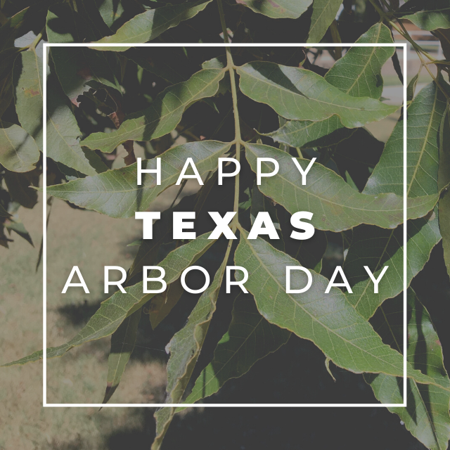 kdbdenton's tweet photo. Happy Texas Arbor Day y'all! 

Who can name the tree species in the photo?

#wekdb #mykdbtree #texastrees #texasarborday #urbanforestry #nativetrees #denton #dentontx #dentonparks #dentonparksandrec #dentonstrong  #dentonite #dentoning  #wddi https://t.co/buhu4pg6pV