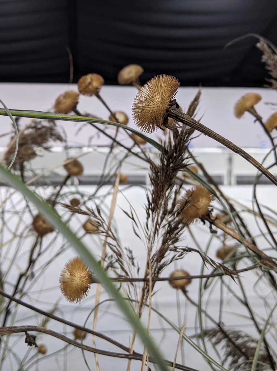 Royal Botanic Garden Edinburgh tweet media