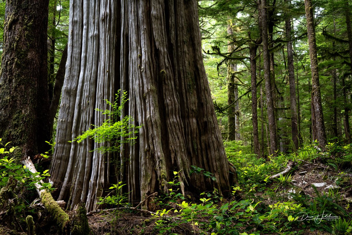 Thank you to the NPD for using one of my forest images in their recent marketing for their Old Growth Forest reform.  In case you missed it, here is a list of the current Old Growth Deferral areas as per the gov.bc web site.  

Is this enough?

www2.gov.bc.ca/gov/content/in…