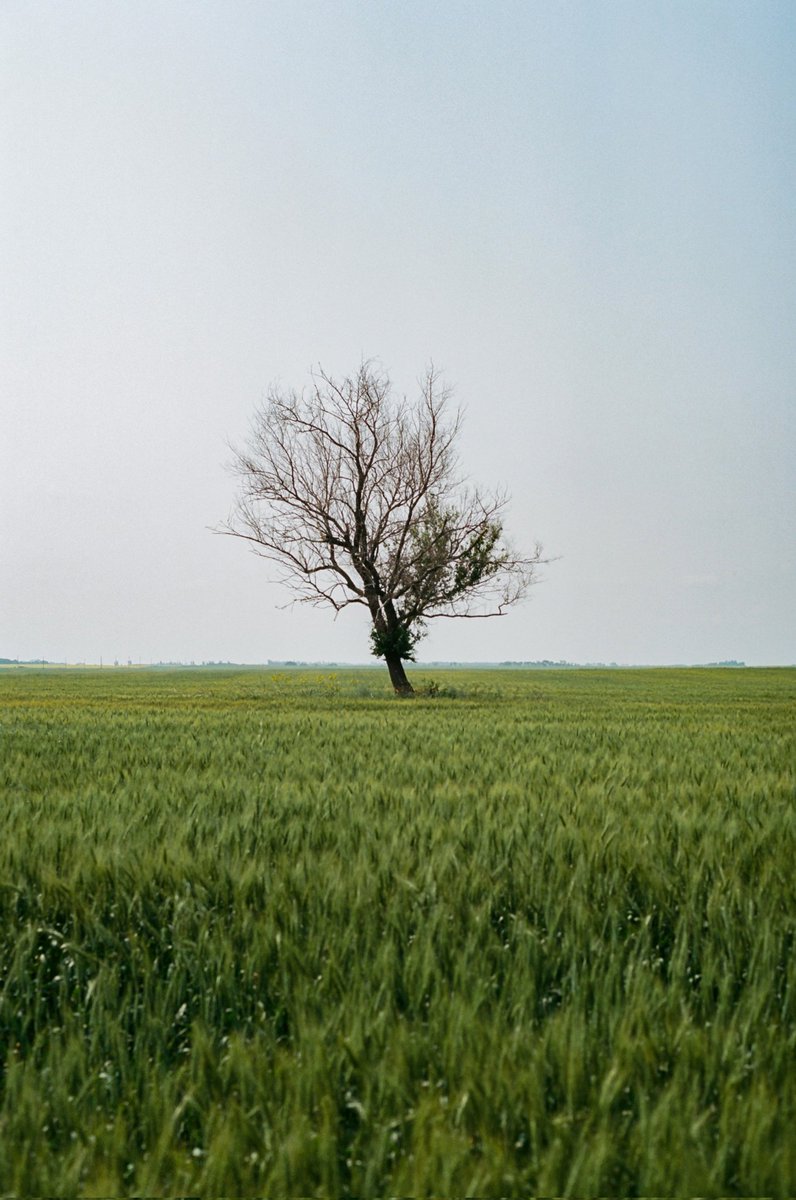 firedshutter's tweet photo. Film Friday

Another Friday, another film photo! Hope you have a great weekend and find some time to recharge.
-
📷 Minolta XD
🔍 Minolta MD Rokkor 50mm f1.4
🎞 Kodak Ektar 100
https://t.co/xTDyk4L7WZ
-
#35mmfilm #film #filmphotography #kodak #Saskatchewan https://t.co/gJsfhaVhos