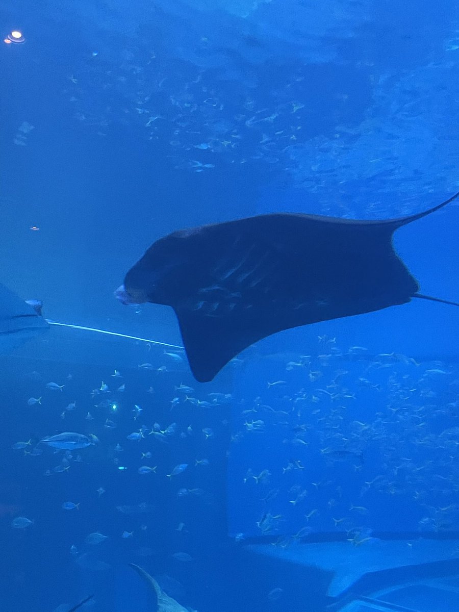 nec_huka's tweet photo. 楽しかった(((o( ˙꒳​˙ )o)))💗
また好きな水族館増えたなあ☺️✨ https://t.co/JzDI6eRYyz