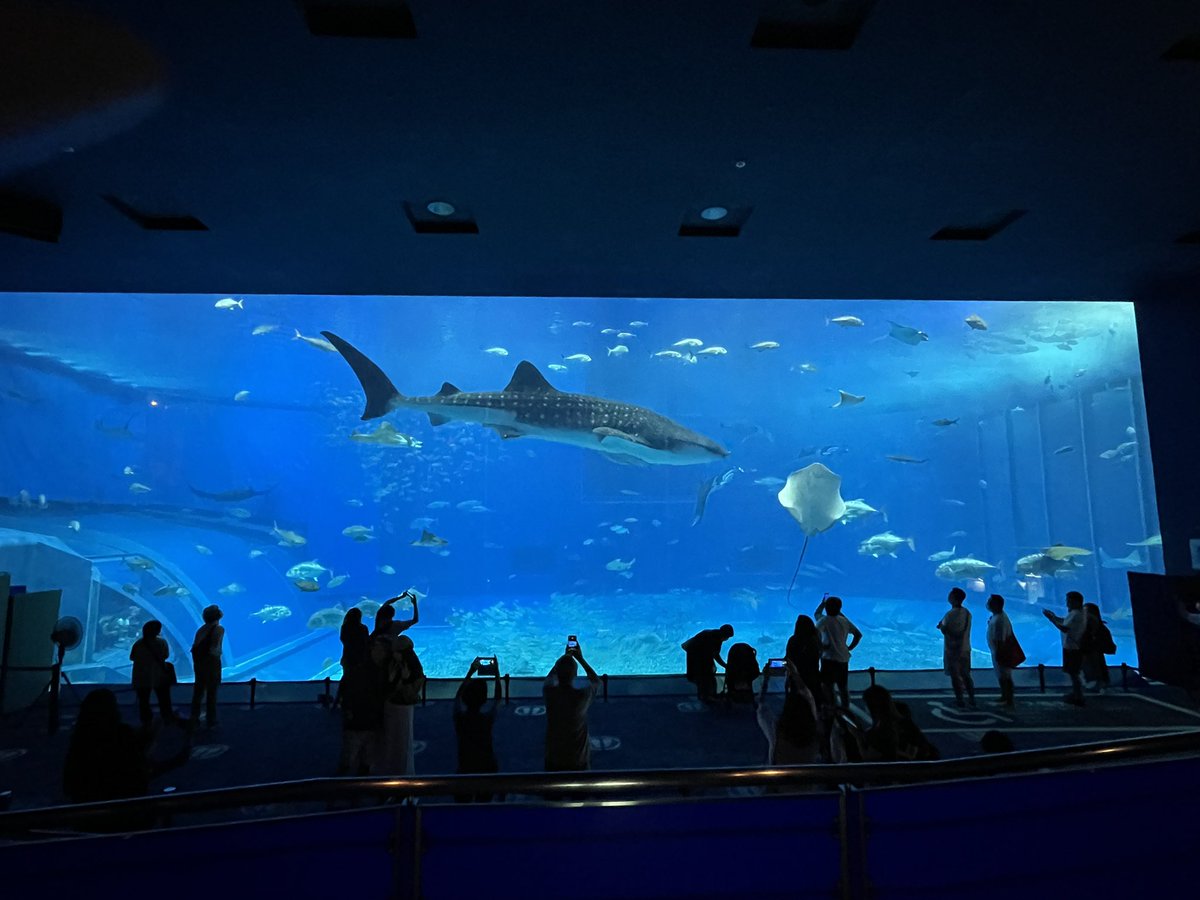 nec_huka's tweet photo. 楽しかった(((o( ˙꒳​˙ )o)))💗
また好きな水族館増えたなあ☺️✨ https://t.co/JzDI6eRYyz