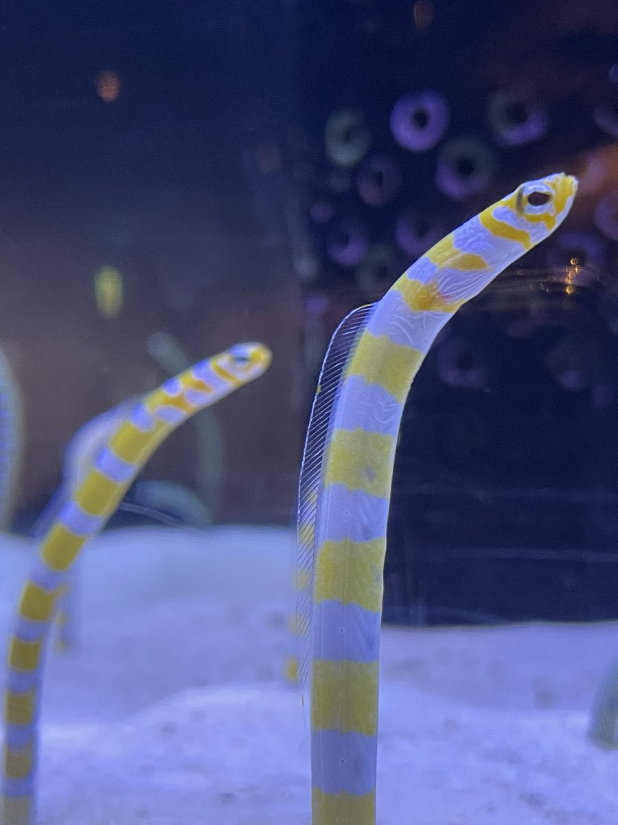 nec_huka's tweet photo. 楽しかった(((o( ˙꒳​˙ )o)))💗
また好きな水族館増えたなあ☺️✨ https://t.co/JzDI6eRYyz