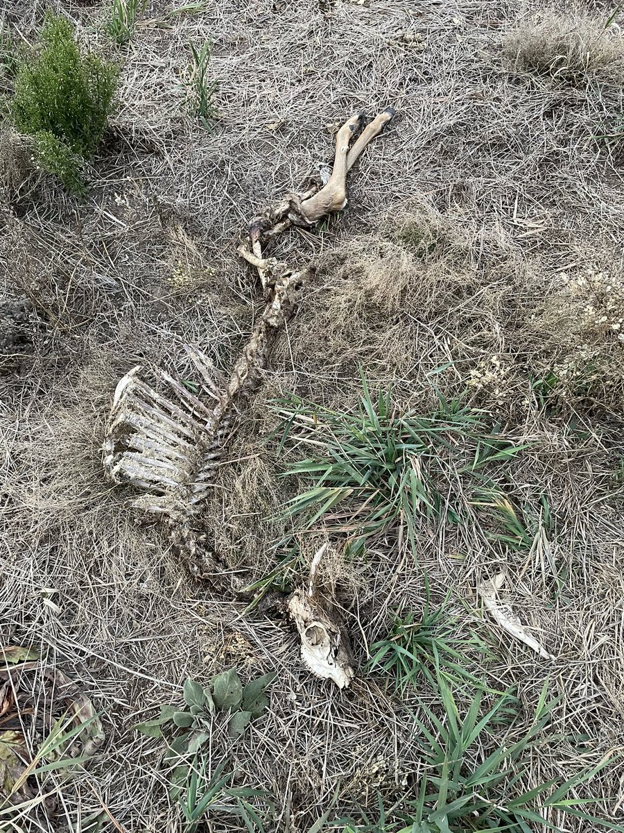 jebpowen's tweet photo. Psyched to be working with @No_See_Em on a blue tongue virus outbreak in Washington that has brought the hammer down on our white tailed deer! @WSUEntomology https://t.co/VPKVnGSAIe